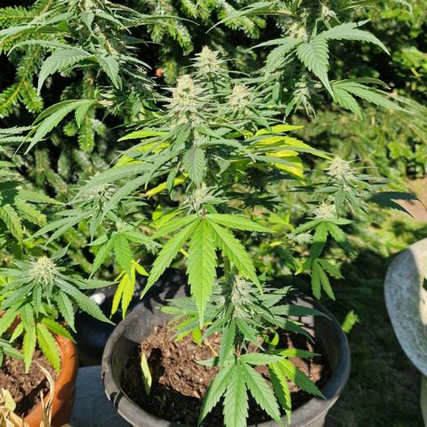Special Kush #1 growlog timeline photo