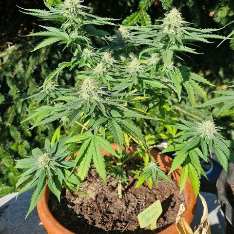 Special Queen #1 growlog timeline photo