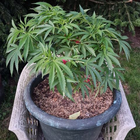 White Widow growlog timeline photo