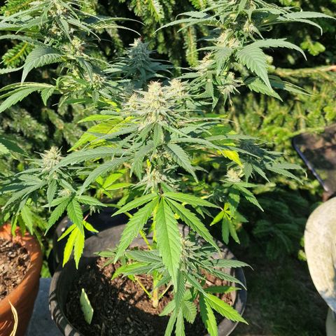 Special Kush #1 growlog timeline photo