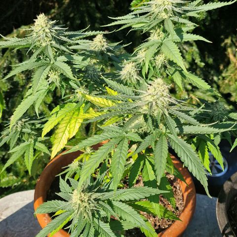 Special Queen #1 growlog timeline photo