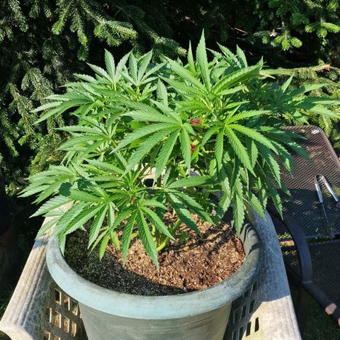 White Widow growlog timeline photo