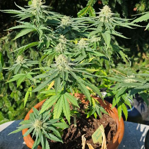 Special Queen #1 growlog timeline photo