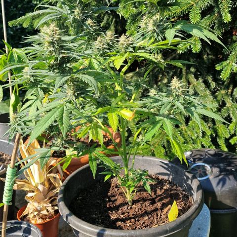 Special Kush #1 growlog timeline photo