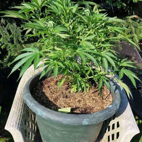 White Widow growlog timeline photo
