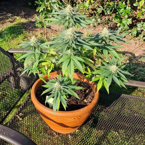 Special Queen #1 growlog timeline photo