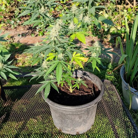 Special Kush #1 growlog timeline photo