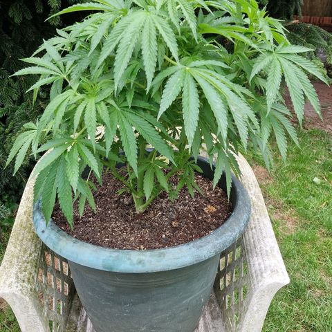 White Widow growlog timeline photo