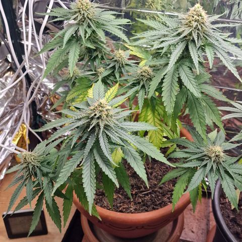 Special Queen #1 growlog timeline photo