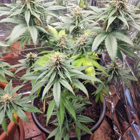 Special Kush #1 growlog timeline photo