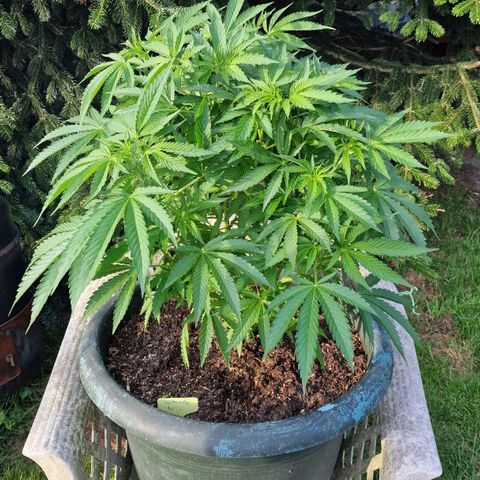 White Widow growlog timeline photo
