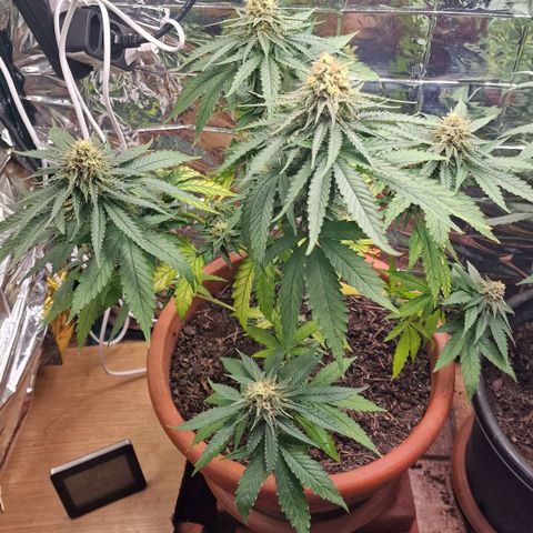 Special Queen #1 growlog timeline photo