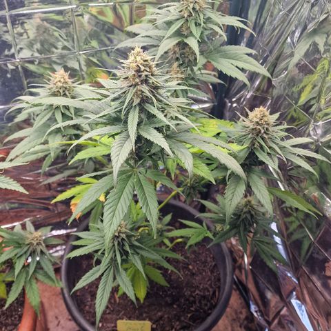 Special Kush #1 growlog timeline photo