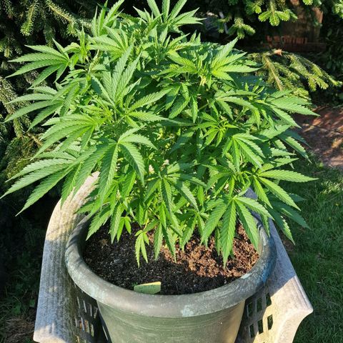 White Widow growlog timeline photo