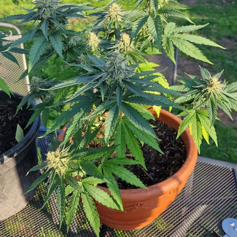 Special Queen #1 growlog timeline photo