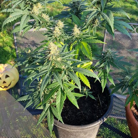 Special Kush #1 growlog timeline photo