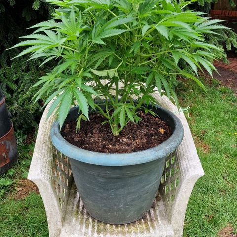 White Widow growlog timeline photo
