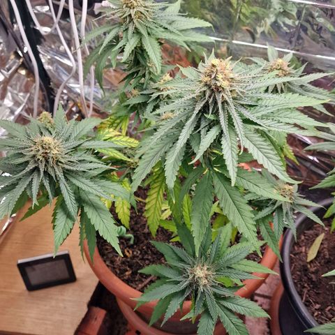 Special Queen #1 growlog timeline photo