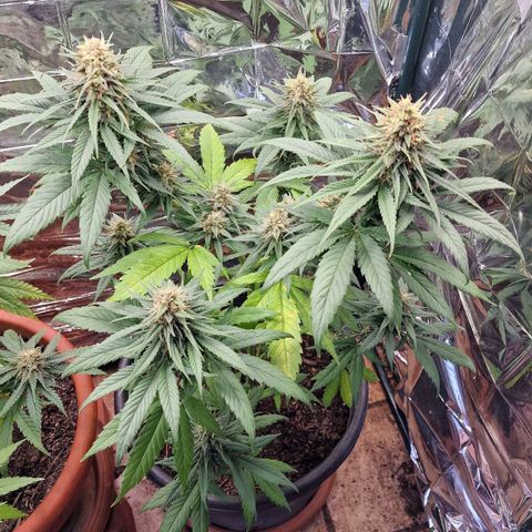 Special Kush #1 growlog timeline photo