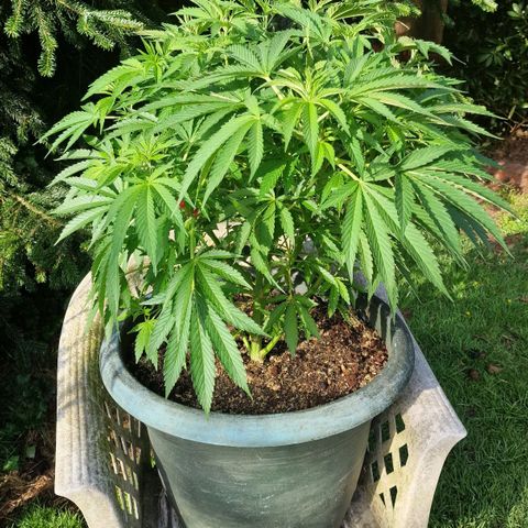 White Widow growlog timeline photo