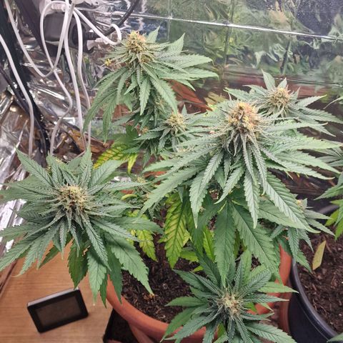 Special Queen #1 growlog timeline photo