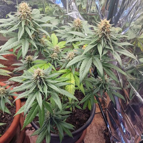 Special Kush #1 growlog timeline photo