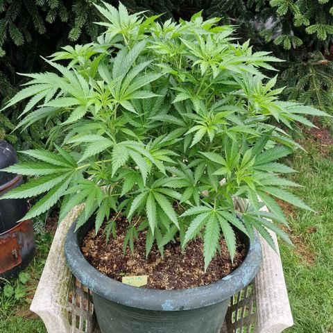 White Widow growlog timeline photo