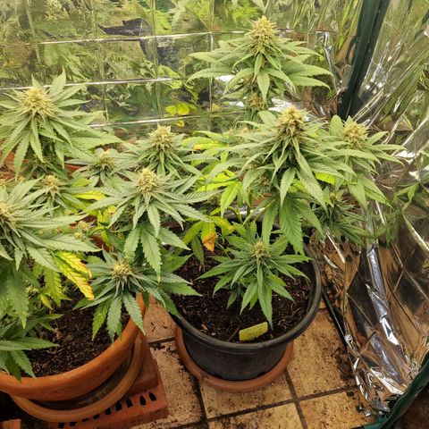 Special Kush #1 growlog timeline photo