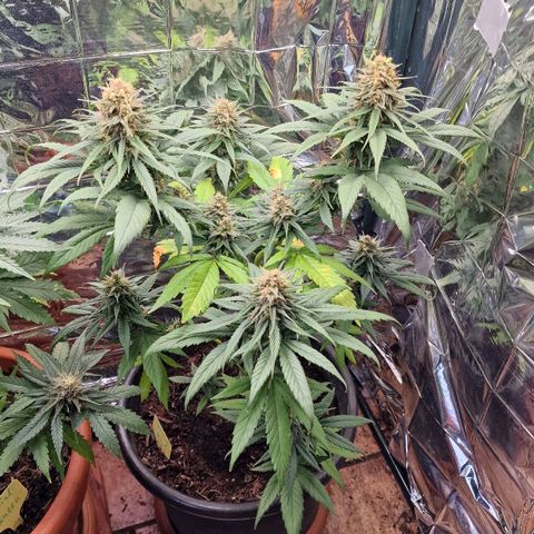 Special Kush #1 growlog timeline photo