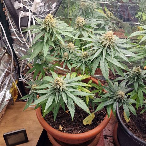 Special Queen #1 growlog timeline photo