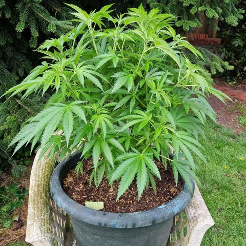White Widow growlog timeline photo
