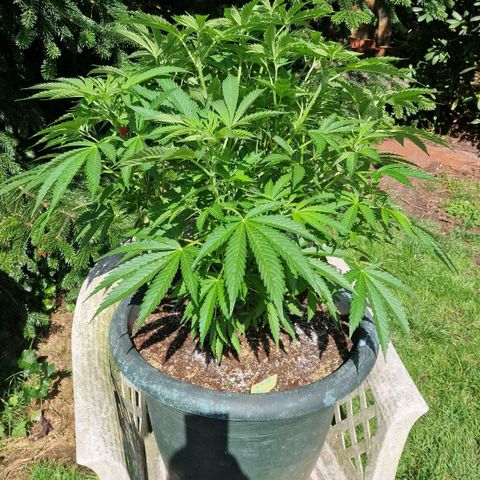 White Widow growlog timeline photo