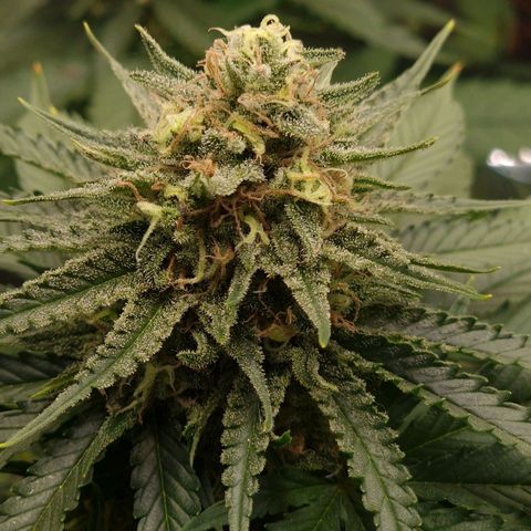 Special Queen #1 growlog timeline photo