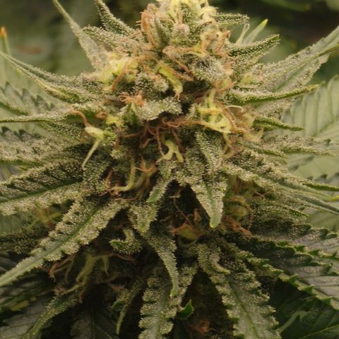 Special Queen #1 growlog timeline photo
