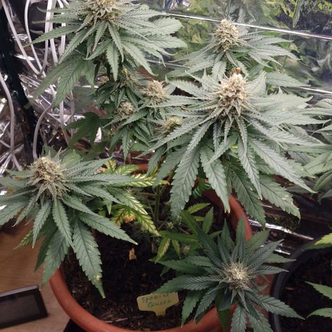 Special Queen #1 growlog timeline photo