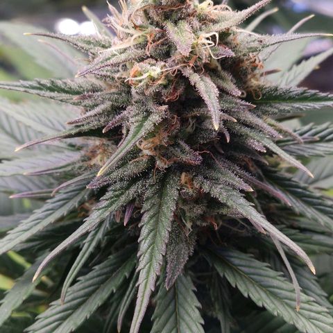 Special Kush #1 growlog timeline photo
