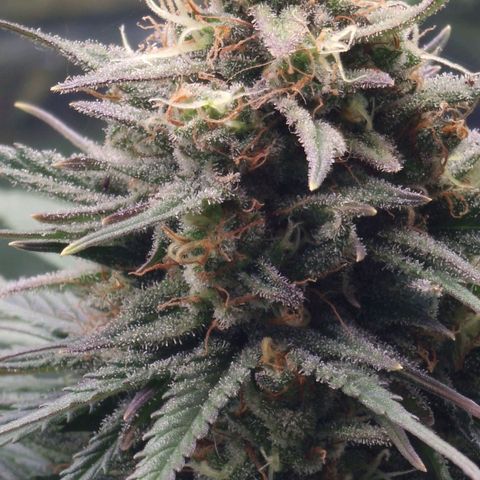 Special Kush #1 growlog timeline photo
