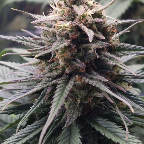 Special Kush #1 growlog timeline photo