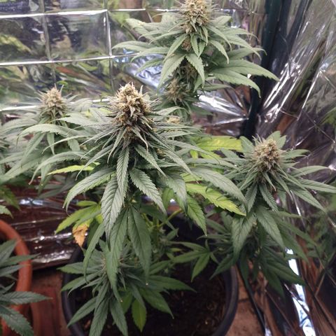 Special Kush #1 growlog timeline photo