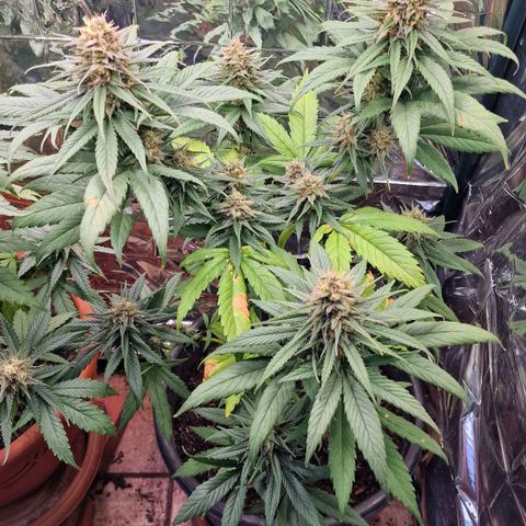 Special Kush #1 growlog timeline photo