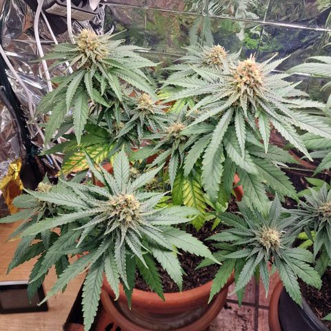 Special Queen #1 growlog timeline photo