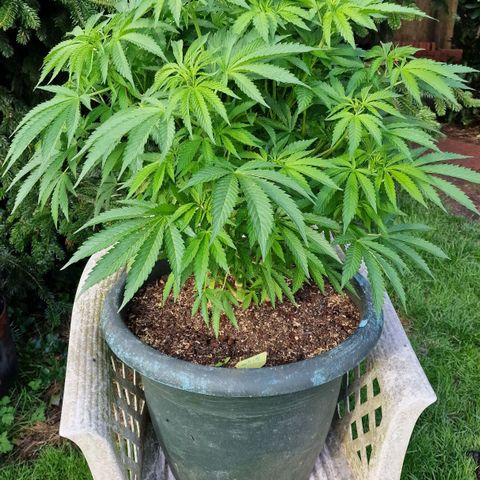 White Widow growlog timeline photo