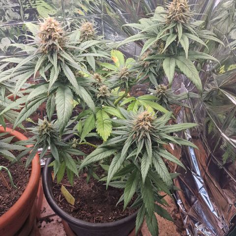 Special Kush #1 growlog timeline photo
