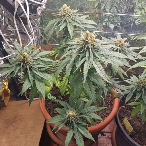 Special Queen #1 growlog timeline photo