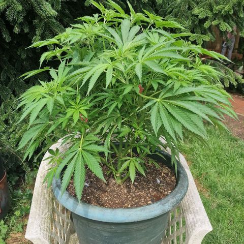 White Widow growlog timeline photo