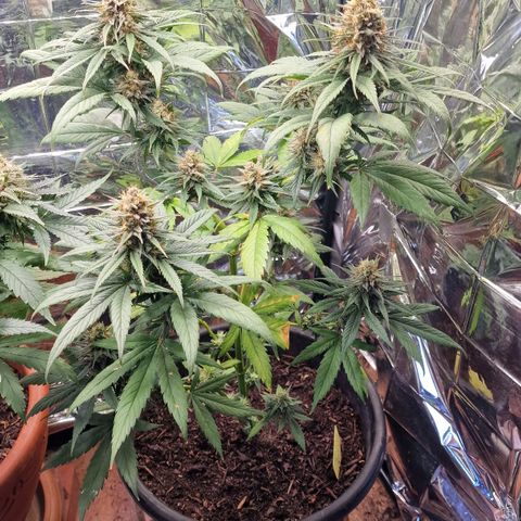 Special Kush #1 growlog timeline photo