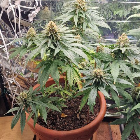 Special Queen #1 growlog timeline photo