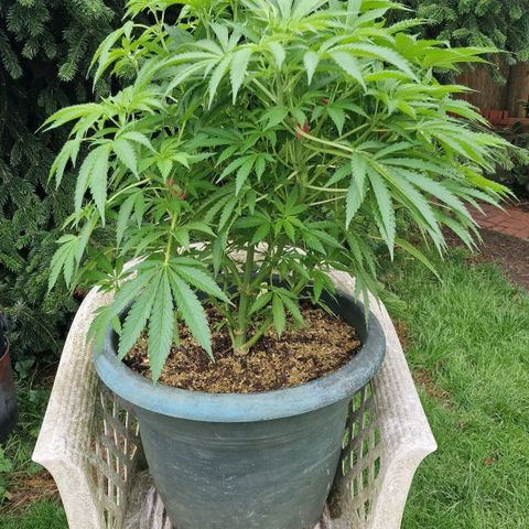 White Widow growlog timeline photo