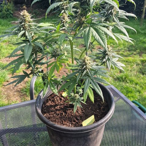 Special Kush #1 growlog timeline photo