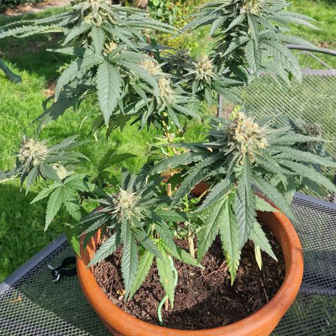 Special Queen #1 growlog timeline photo